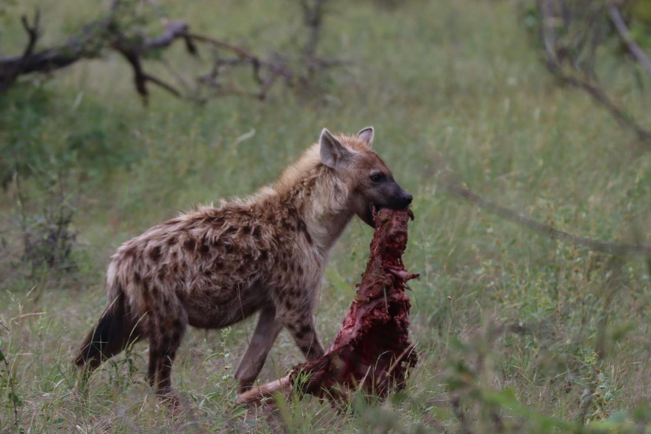 Ku Sungula Safari