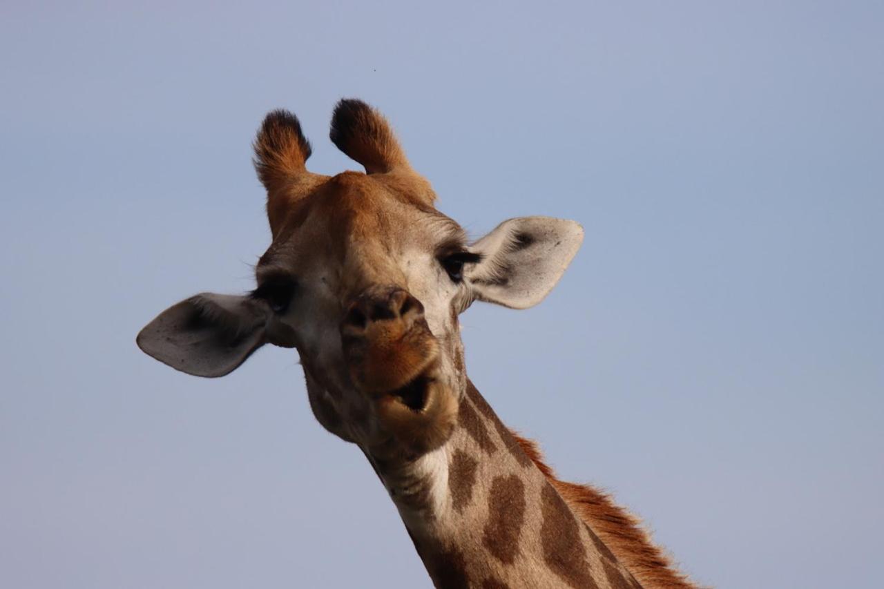 Ku Sungula Safari Balule Game Reserve