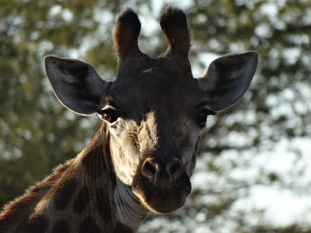 Ku Sungula Safari