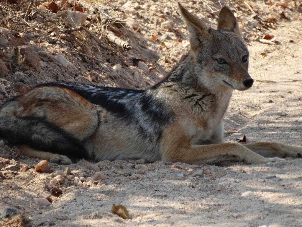 Ku Sungula Safari *