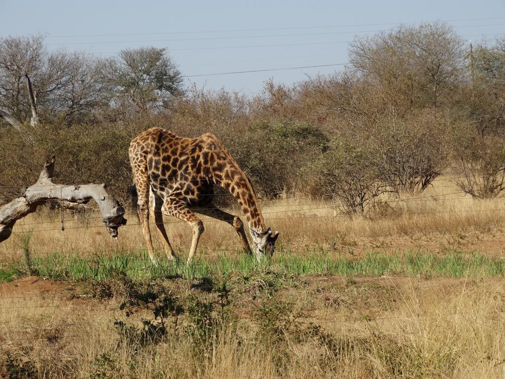 Lodge Ku Sungula Safari Balule Game Reserve