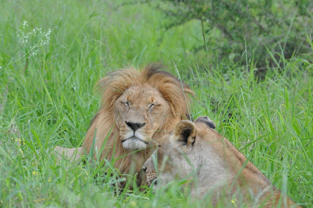 Lodge Ku Sungula Safari Balule Game Reserve