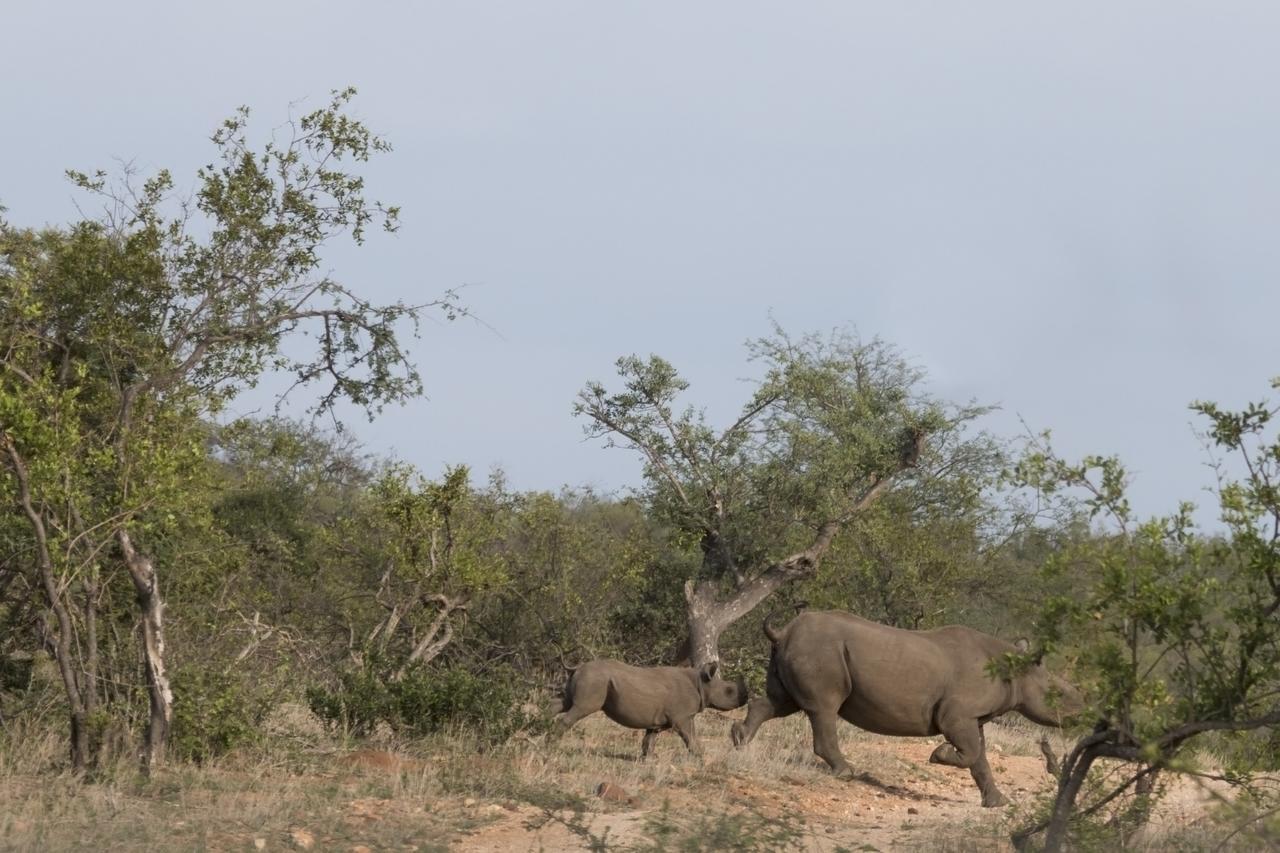 Ku Sungula Safari Lodge *