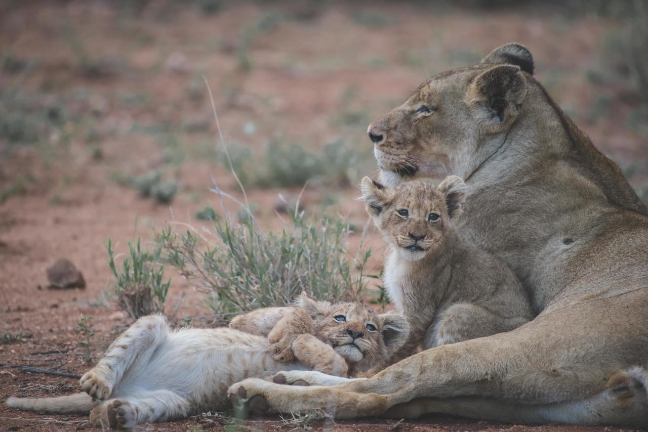 Ku Sungula Safari