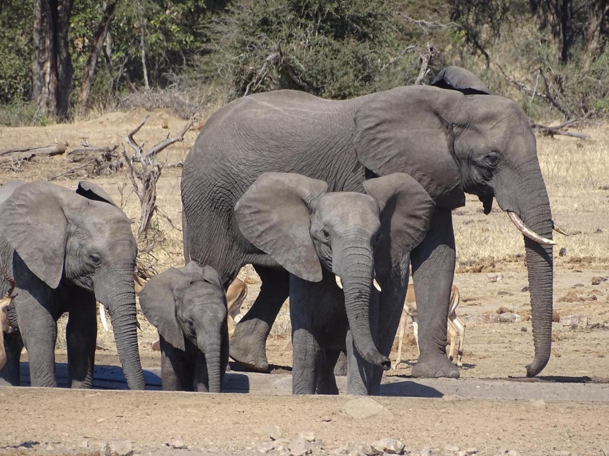 Ku Sungula Safari Balule Game Reserve